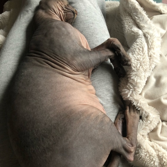 Meet your Posher, Clarissa - Picture 3 of 3